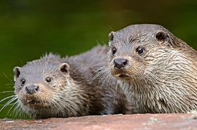 Otter Liver: Benefits and Uses in Traditional Chinese Medicine