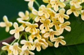 Osmanthus Flower: Benefits, Uses, and Traditional Applications