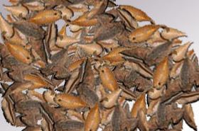 Tian Jiang Ke: Benefits, Uses, and Traditional Chinese Medicine Perspective
