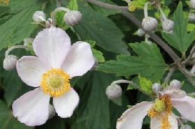 Anemone Tomentosa Root: TCM Benefits, Uses & Side Effects
