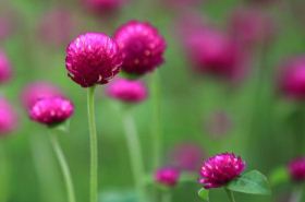 Gomphrena globosa: Benefits, Uses, and Dosage in TCM